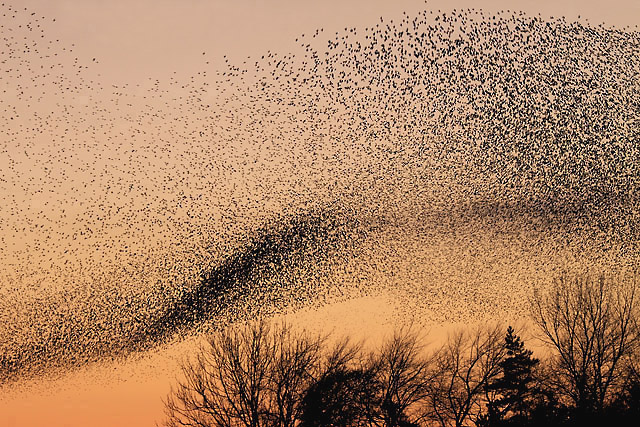 A murmuration of starlings against a sky at dusk